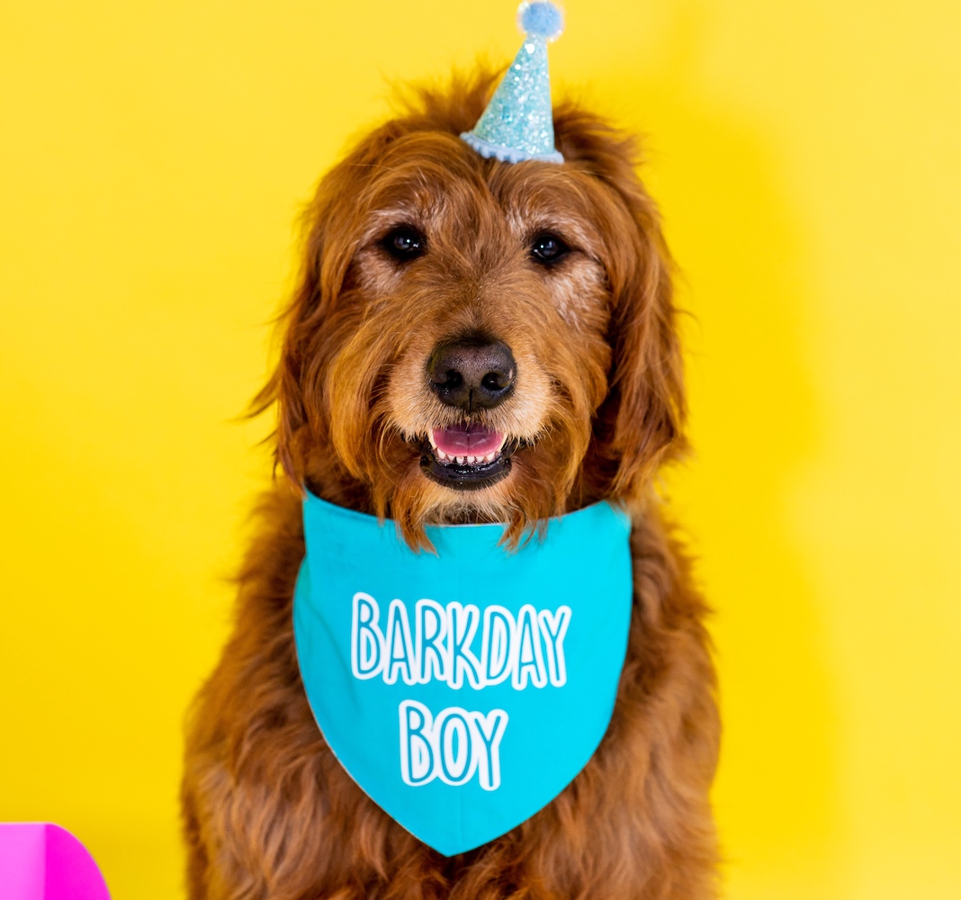 The Barkday Planner